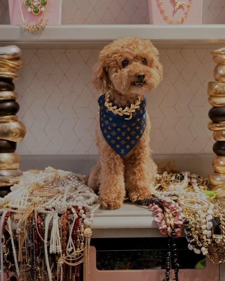 Dogue