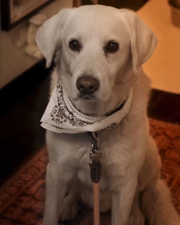 Dogue